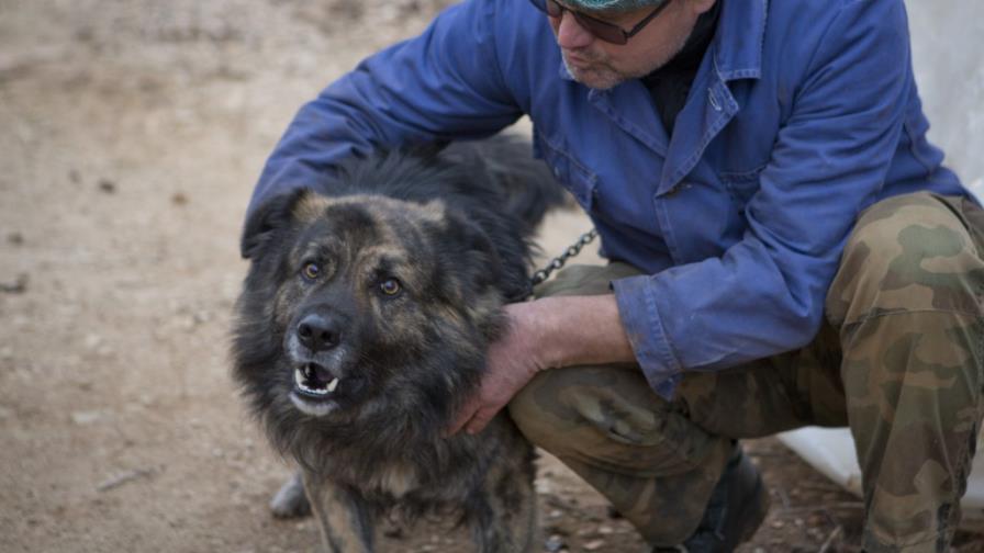 Tribunal croata prohíbe que perro ladre por la noche