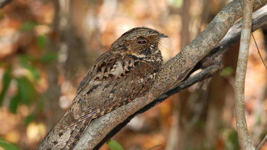 Obras en Puerto Rico amenazan el hábitat de especie en peligro de extinción