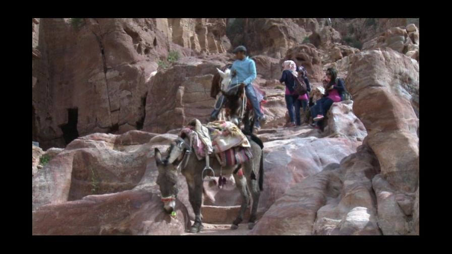 La dura vida de los caballos en Petra