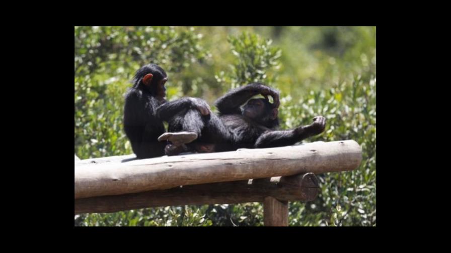 Chimpancés se emborrachan de forma voluntaria