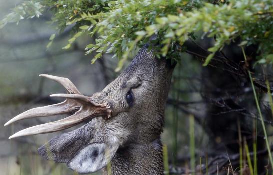 Huemul, un viejo ciervo casi extinguido al que intentan repoblar en su origen