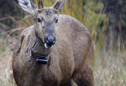 Huemul, un viejo ciervo casi extinguido al que intentan repoblar en su origen