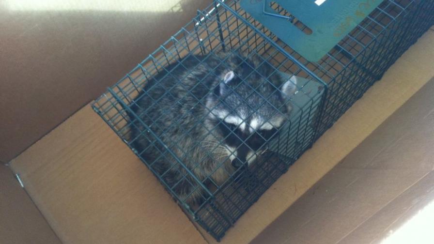Despiden a carpintero por dejar libre a mapache en Estados Unidos