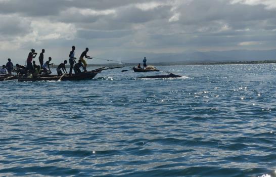Ballena corre peligro de muerte en aguas de Haití