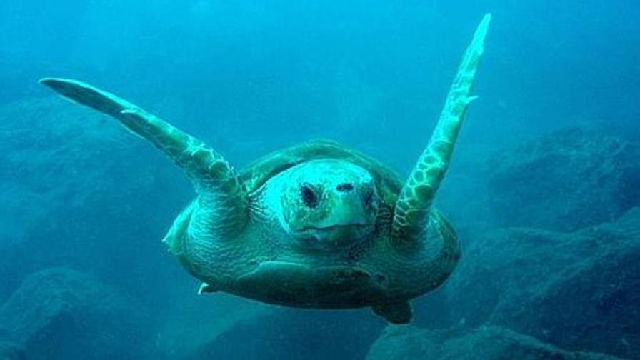 Científicos reducen a casi 230.000 el número de especies marinas reconocidas Científicos reducen a casi 230.000 el número de especies marinas reconocidas