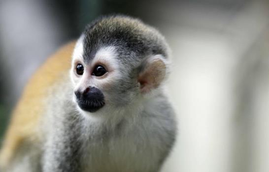 Costa Rica, al rescate de su endémico y amenazado mono tití