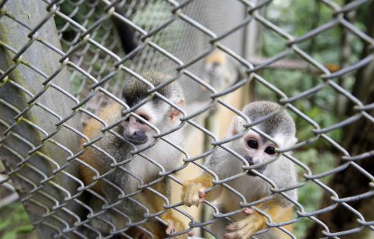 Costa Rica, al rescate de su endémico y amenazado mono tití