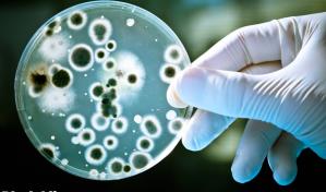 Helicobacter pylori: la bacteria que multiplica el riesgo de cáncer Helicobacter pylori: la bacteria que multiplica el riesgo de cáncer