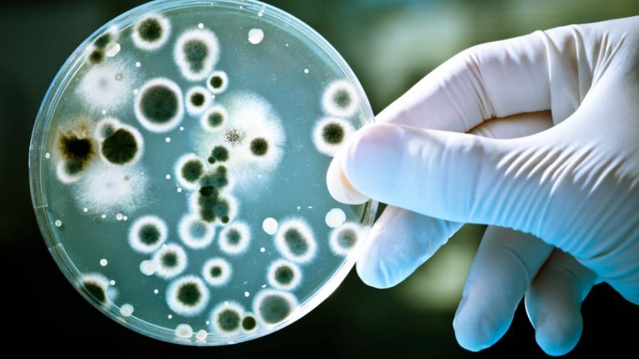 Helicobacter pylori: la bacteria que multiplica el riesgo de cáncer Helicobacter pylori: la bacteria que multiplica el riesgo de cáncer
