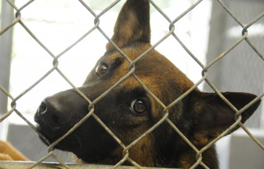 Los perros que detectaron 869 kilos de drogas