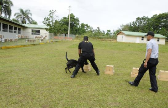 Los perros que detectaron 869 kilos de drogas