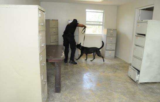 Los perros que detectaron 869 kilos de drogas