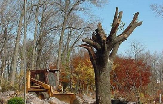 El árbol que sobrevivió al horror del 11-S, estrella de un documental