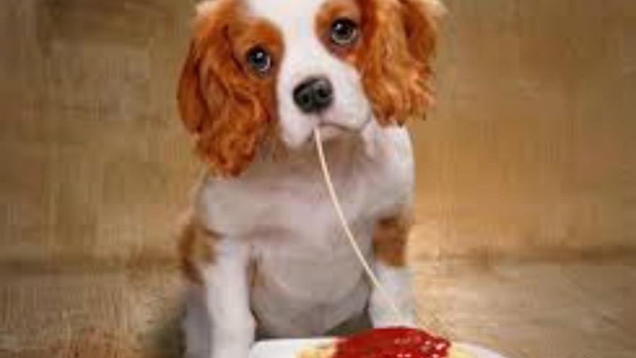 No come comida de perros No come comida de perros