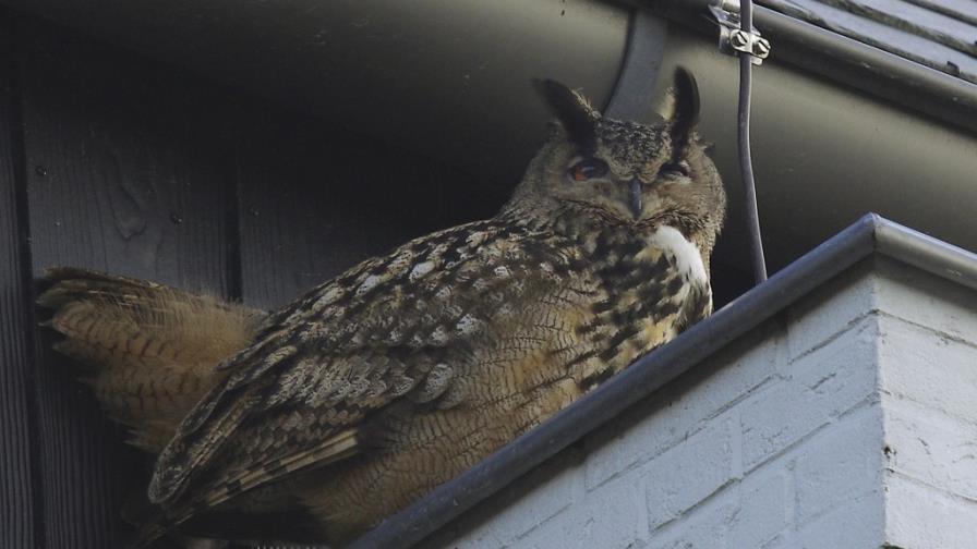 Atrapan a búho que aterrorizaba poblado holandés