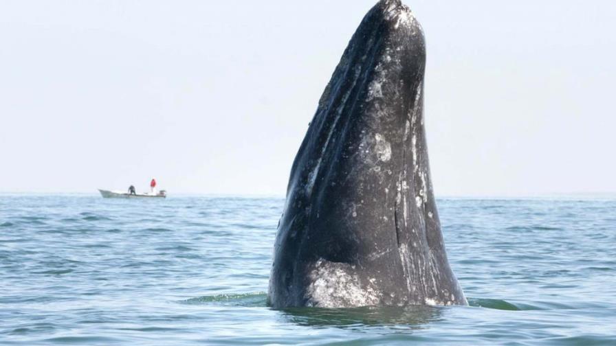 La ballena gris de Baja California Sur, un imán turístico en expansión La ballena gris de Baja California Sur, un imán turístico en expansión