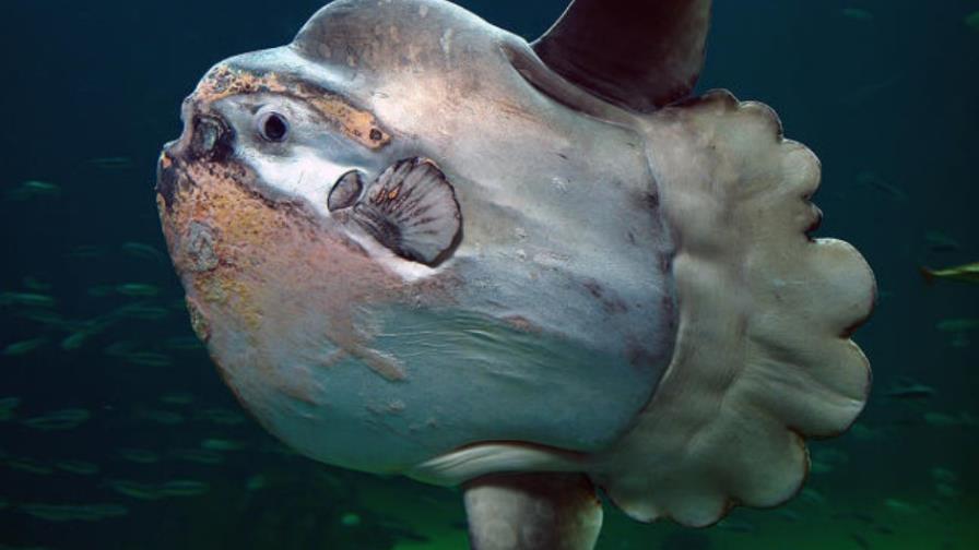 El luna real, el primer pez descubierto con sangre caliente