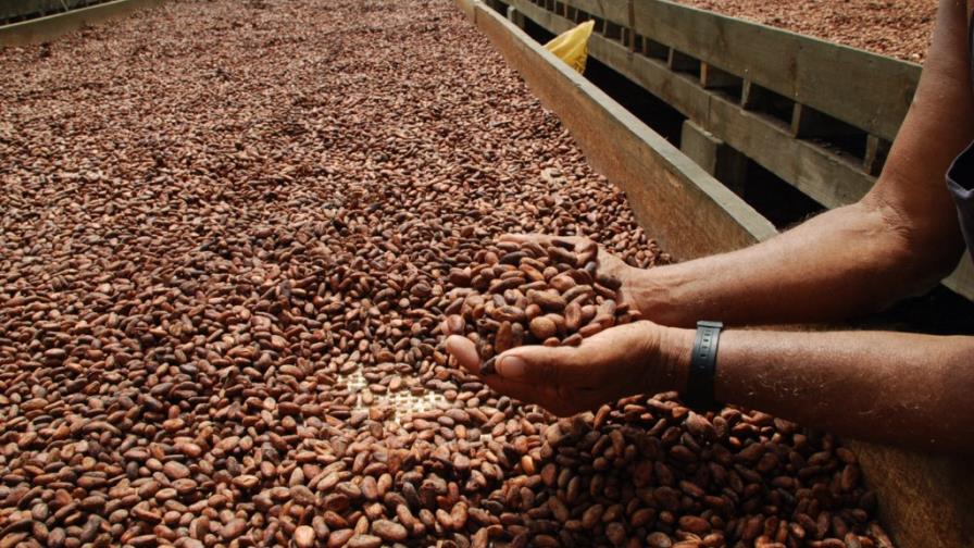El cacao es fuente de empleos y riquezas en el Este El cacao es fuente de empleos y riquezas en el Este