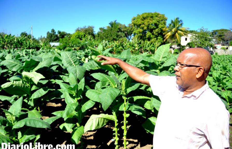 Productores esperan un préstamo para la cosecha tabacalera 2014-2015