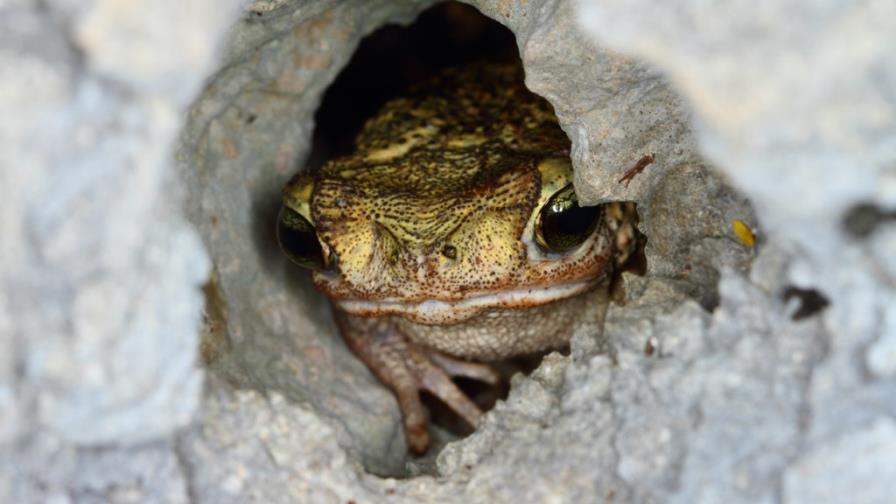 Encuentran un nueva especie de sapo en la Sierra de Bahoruco