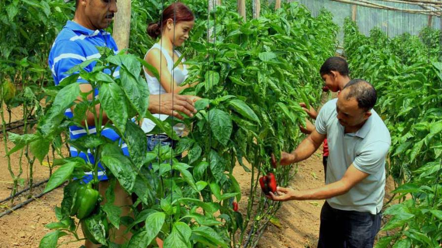 El Banco de Reservas dice que socorrerá a productores de vegetales El Banco de Reservas dice que socorrerá a productores de vegetales