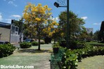 El ADN ejecuta siembra de roble amarillo en Santo Domingo El ADN ejecuta siembra de roble amarillo en Santo Domingo