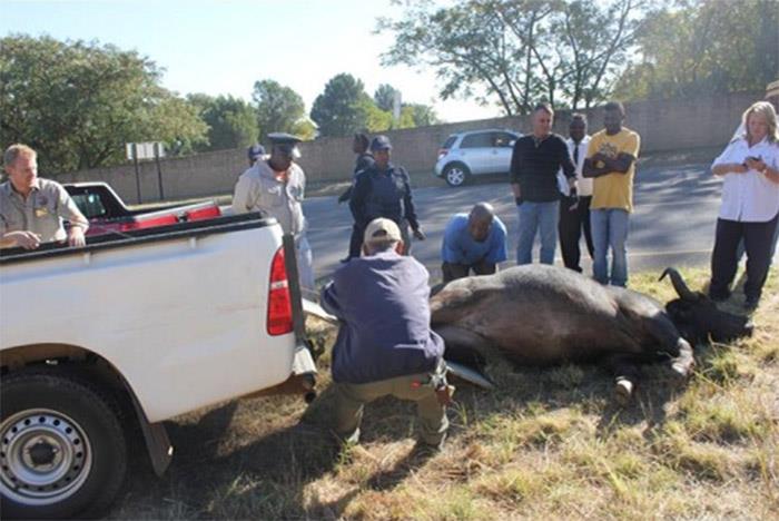 Ciclista choca contra un búfalo muerto en Sudáfrica