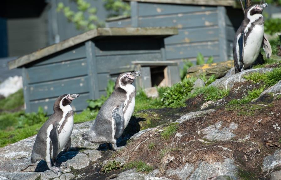 Noruega: Sospechosos de robar varios polluelos de pingüino