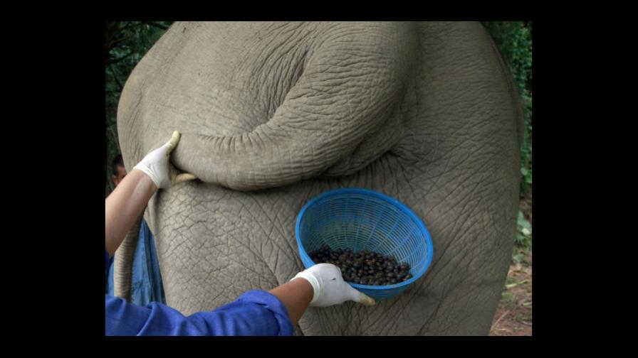 El café extraído de excrementos de elefantes vale oro en Tailandia