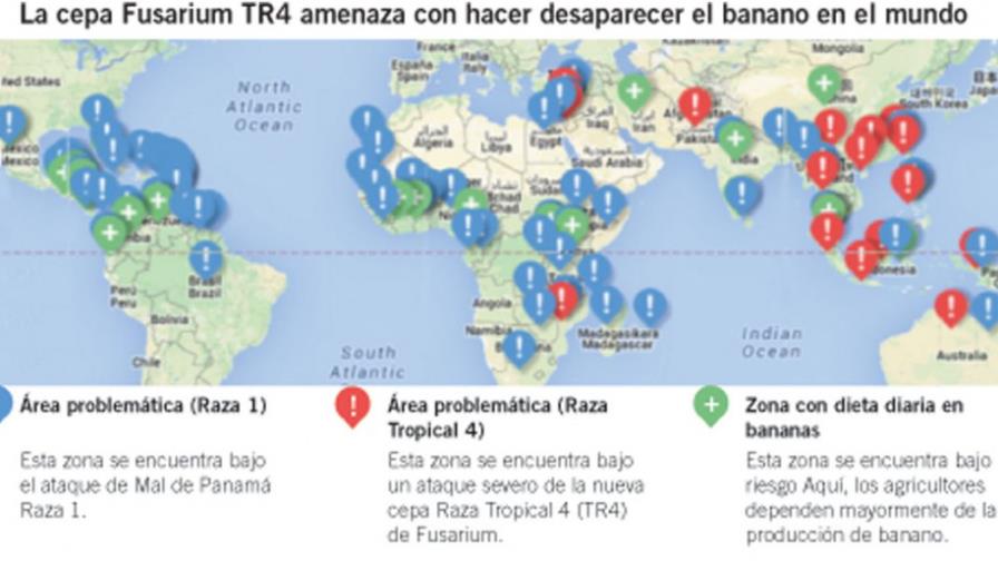 Panama Disease continues to threaten the bananas of the world