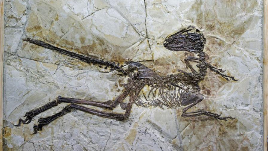 Descubren fósil de dinosaurio emplumado en China