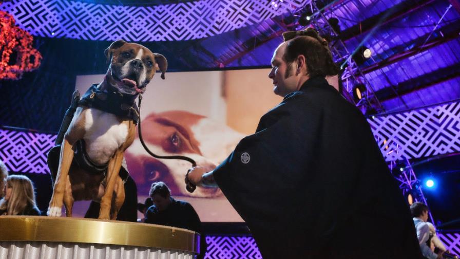 ¡Guau! Premian a los perros actores de Hollywood ¡Guau! Premian a los perros actores de Hollywood