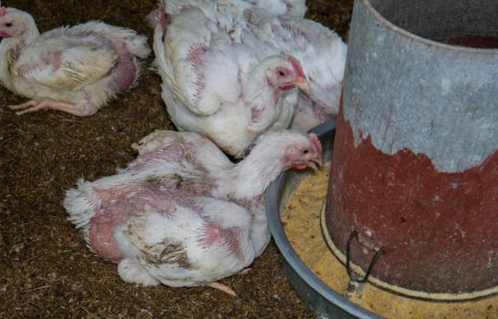 Alimentos de la bandera llegan al consumidor hasta 200% más caros que el precio que ofrece el productor Alimentos de la bandera llegan al consumidor hasta 200% más caros que el precio que ofrece el productor