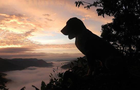 De los perros mudos que vio Colón al sabueso fino colombiano