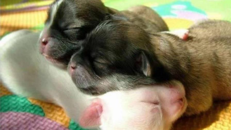 ¿A qué edad se deja de ser cachorro?