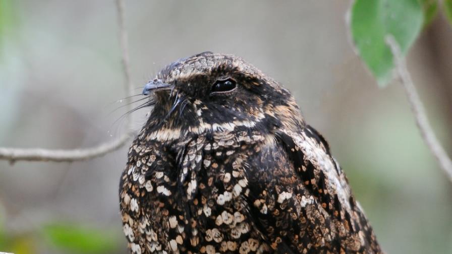 Obras en Puerto Rico amenazan el hábitat de especie en peligro de extinción