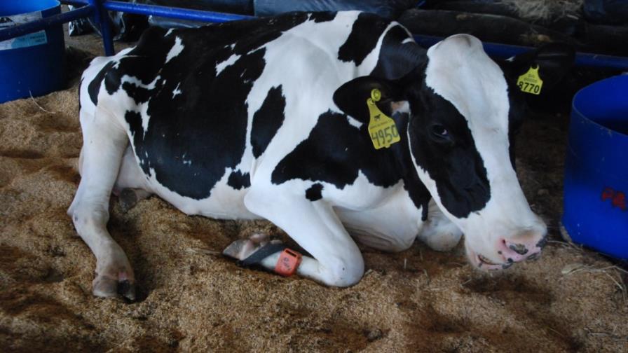 Competencia lechera, hoy en la Feria Agropecuaria