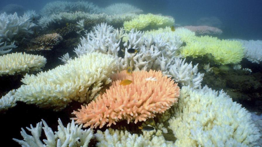 Australia prohibirá el dragado en parque marino de la Gran Barrera de Coral