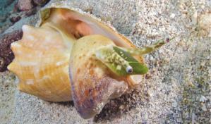 Veda del lambí entra en vigencia este 1 de julio hasta el 31 de octubre