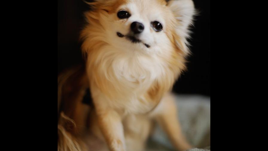 Hombre prende fuego al perro de su exnovia tras discusión