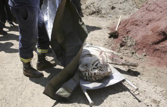 Asesinan tigre huyó de zoológico tras haber matado a una persona