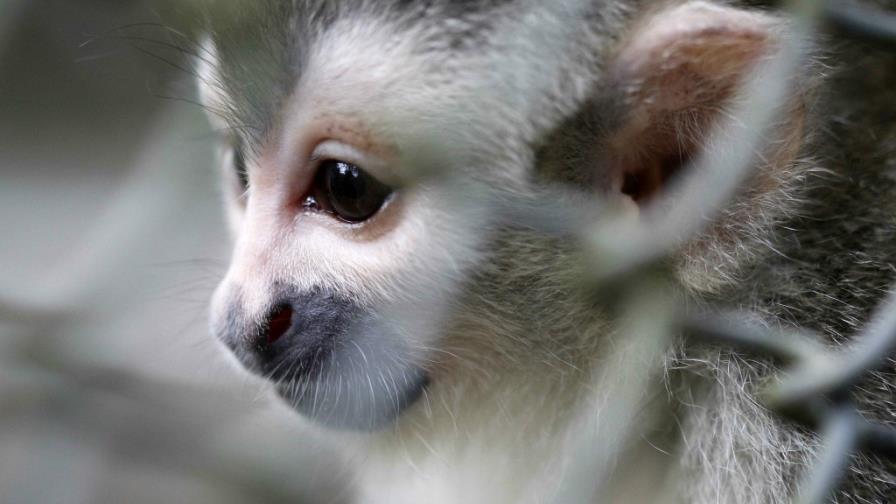 Turismo ecológico de Costa Rica es modelo a seguir para el Caribe, dice el Banco Mundial