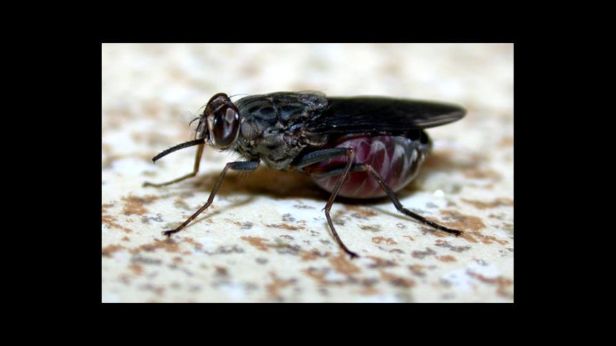 La mosca tsetsé se adormece en África