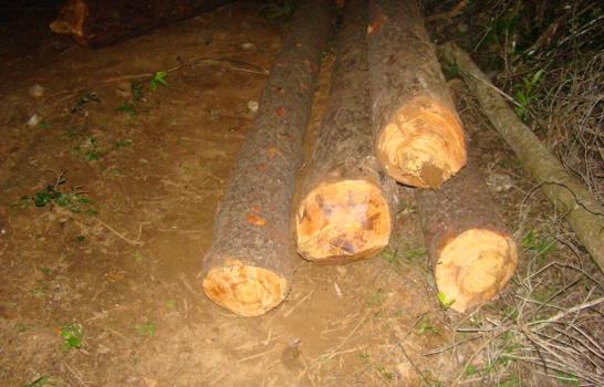 Falcondo pide a Medio Ambiente investigar tala de árboles en Loma Miranda