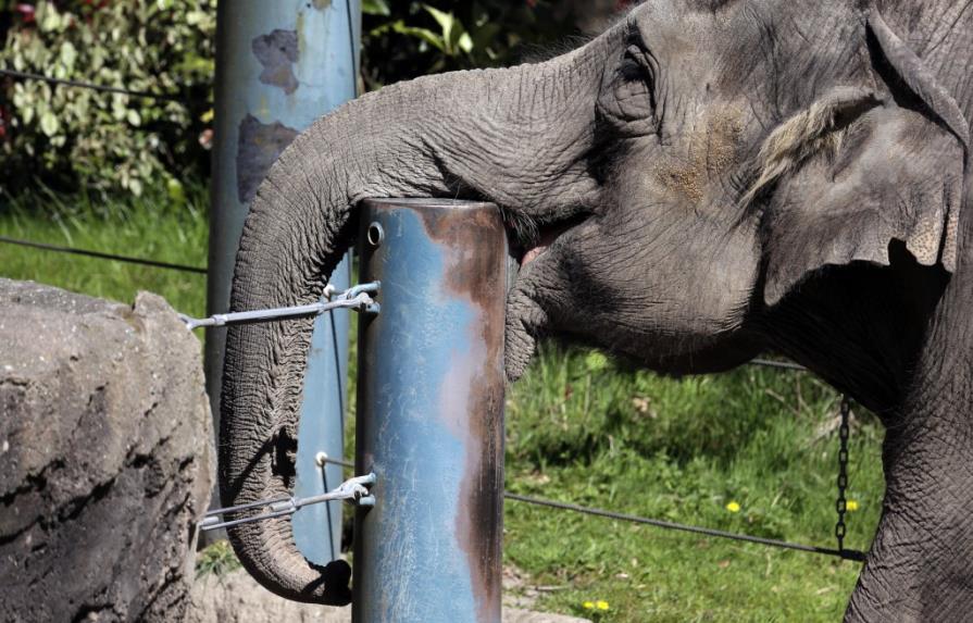 Dos elefantas emprenden el viaje de Seattle a Oklahoma City