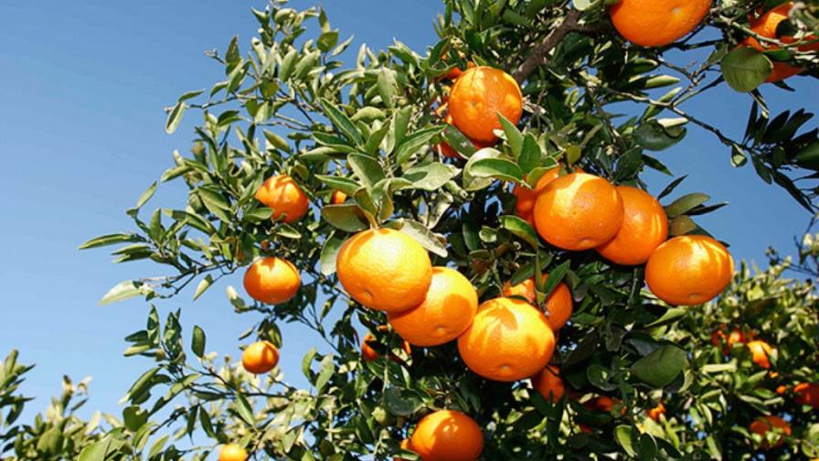 UASD: hay que declarar zonas libres de mosca Mediterráneo UASD: hay que declarar zonas libres de mosca Mediterráneo