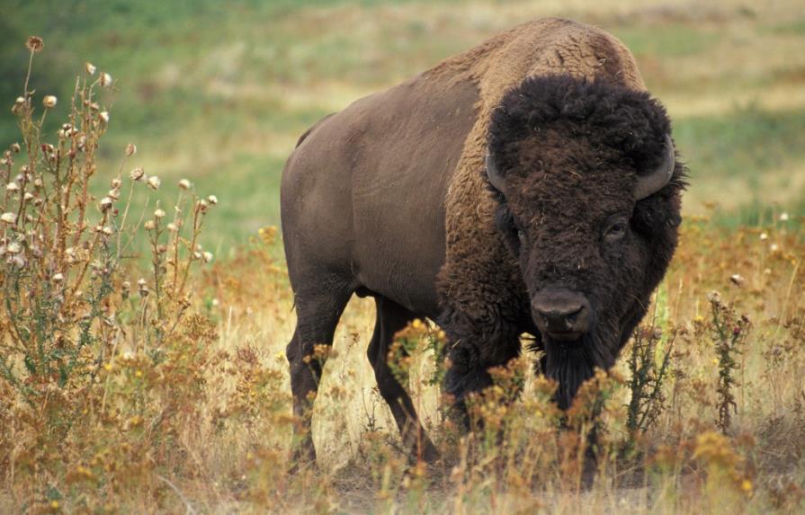 Bisonte ataca a una joven que posaba para una foto en parque de Yellowstone