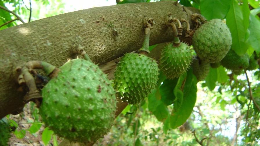 La guanábana se extingue en muchos campos dominicanos