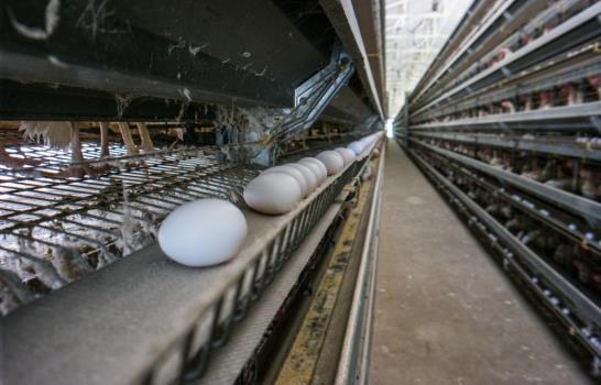 El huevo se encarece hasta un 83% antes de llegar al consumidor