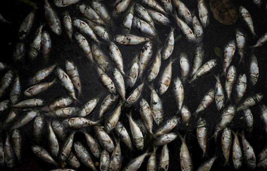 Encargado de Río 2016: Laguna con peces muertos será segura
